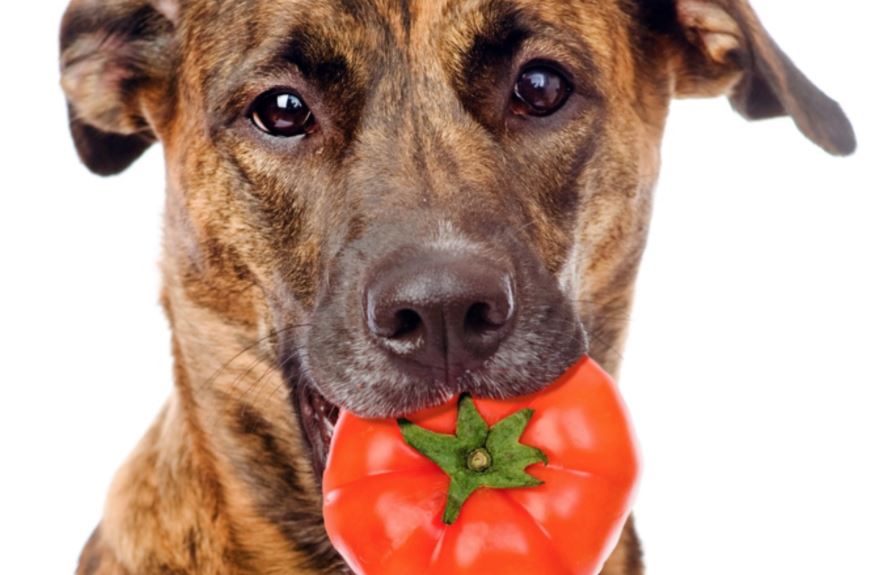 comer tomates perros