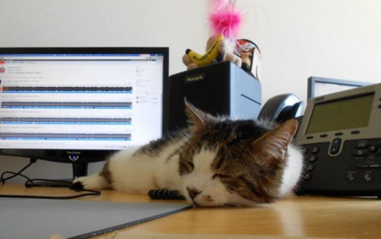 gatos-oficina