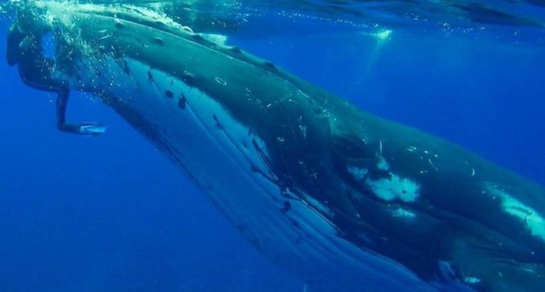 ballena heroica elzocco