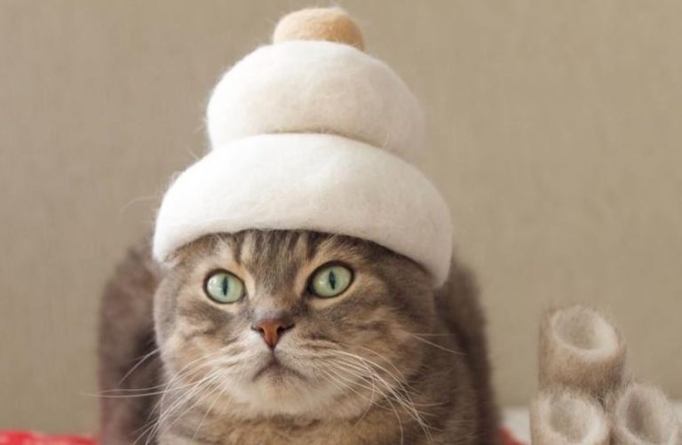 sombreros para gatos elzocco