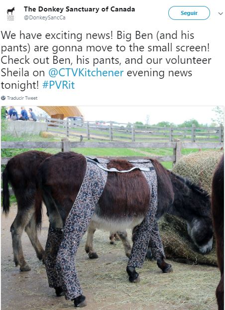 burros con pantalones