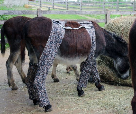 burro con pantalones
