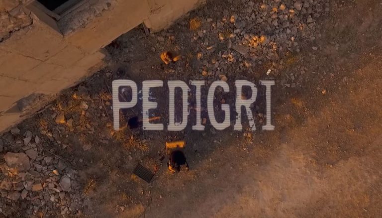 Pedigrí de Arce
