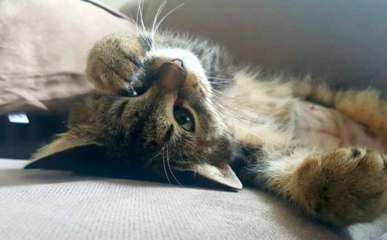 acariciar un gato