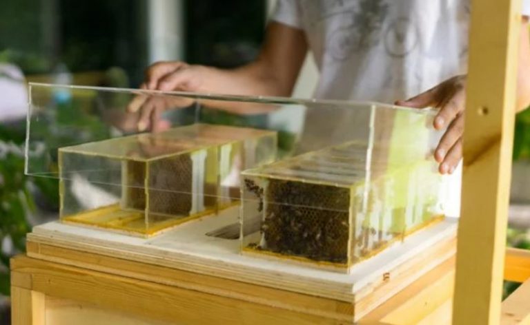 apicultura casera