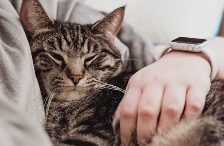 quieren los gatos a sus dueños