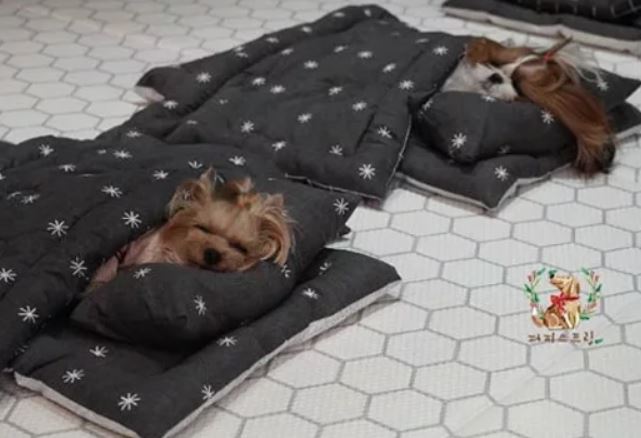 guardería para cachorros