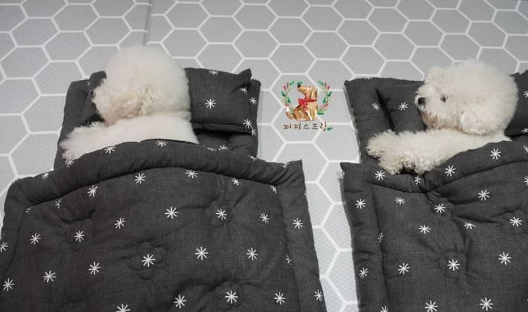 guardería para cachorros