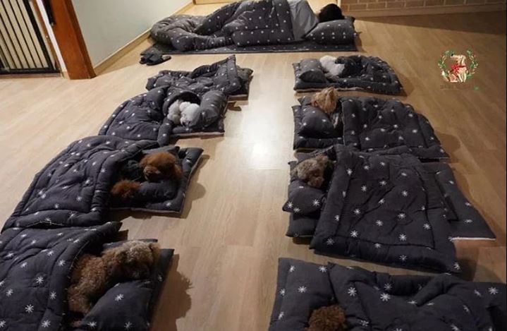 guardería para cachorros