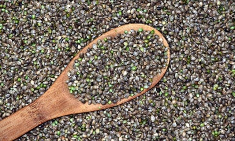 semillas de cannabis
