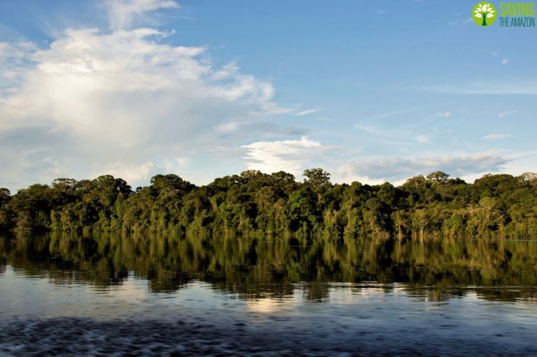saving the amazon