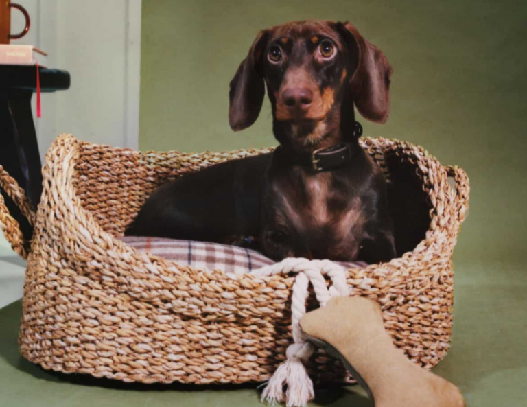 mascotas de zara home