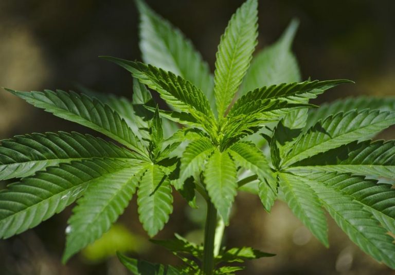 cannabis