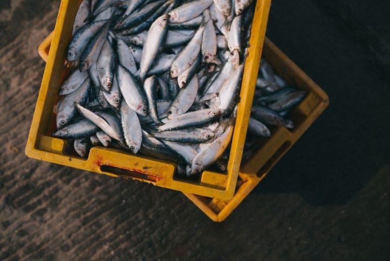 pescadería online