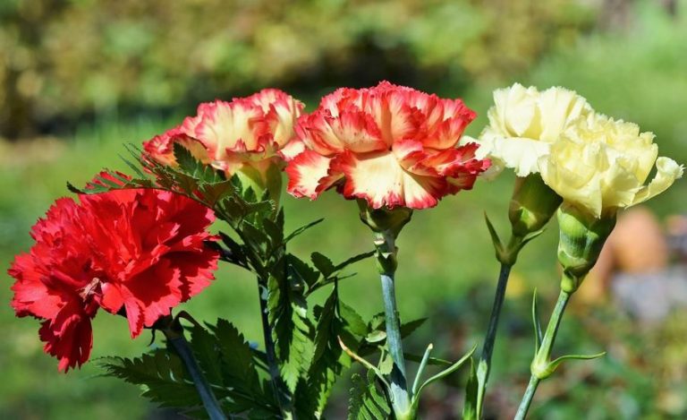 flor de cada festividad