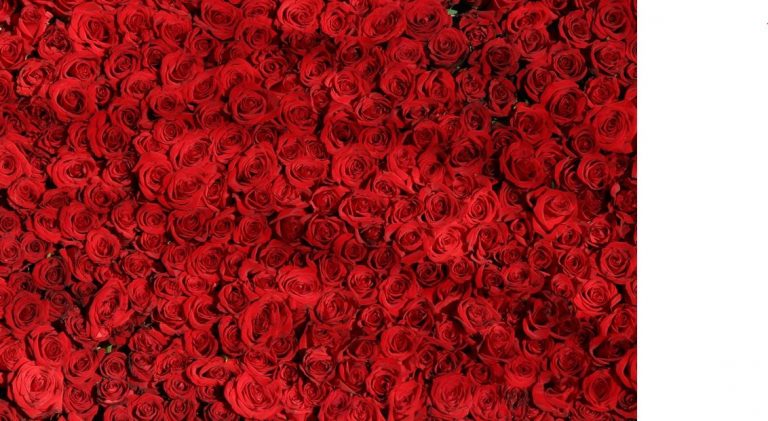 qué flor debes regalar en San Valentín