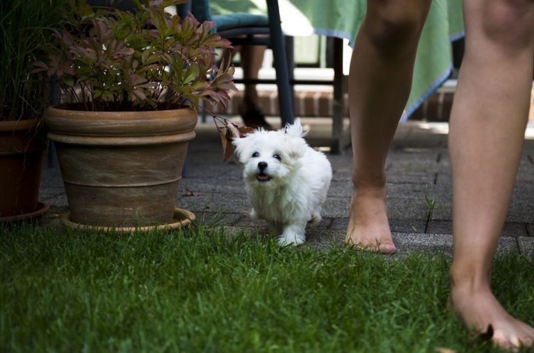 alimentación de los perros